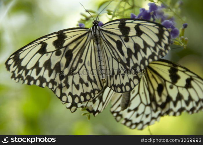 Tree Nymph Butterfly