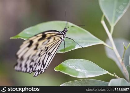 Tree Nymph butterfly Idea Leuconoe