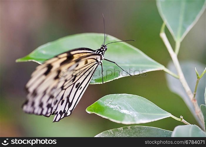 Tree Nymph butterfly Idea Leuconoe