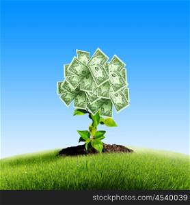 Tree of dollar bills on the green grass against the blue sky. Concept.