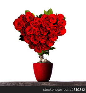 Tree of love growing from flower pot, heart shaped roses, isolated on white background