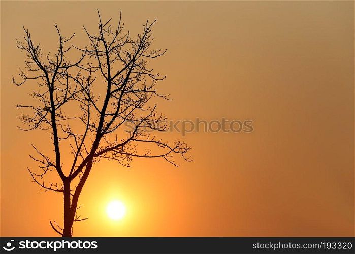 tree of silhouette style on sunset in the evening.