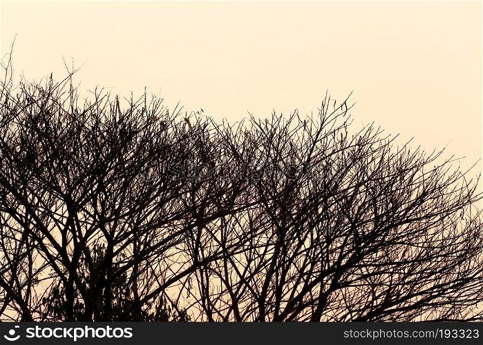 tree of silhouette style on sunset in the evening.