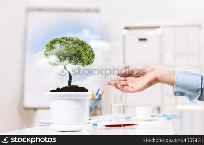 Tree of success. Close up of human hand and tree in flower pot