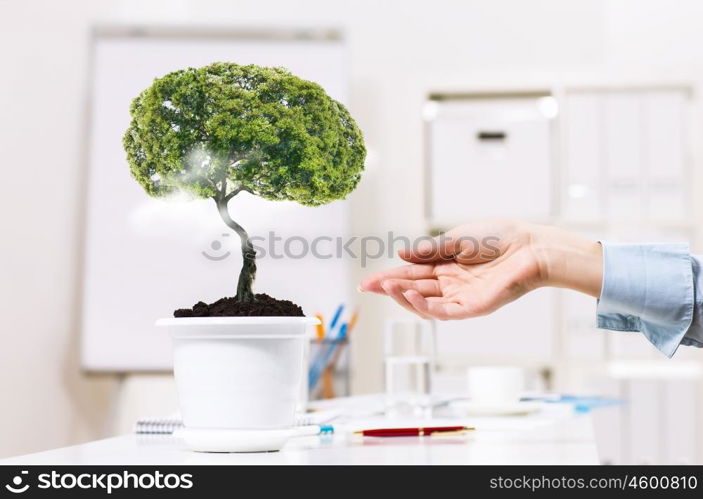 Tree of success. Close up of human hand and tree in flower pot