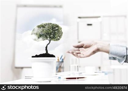 Tree of success. Close up of human hand and tree in flower pot