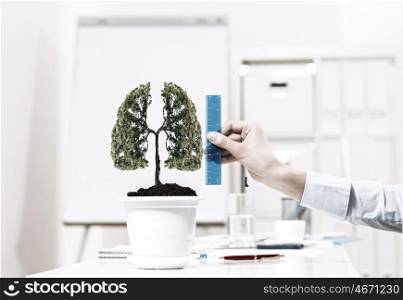 Tree of success. Close up of human hand measuring tree in pot with ruler