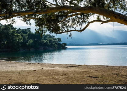 Tree on a brown sand beach at Poros, Greece