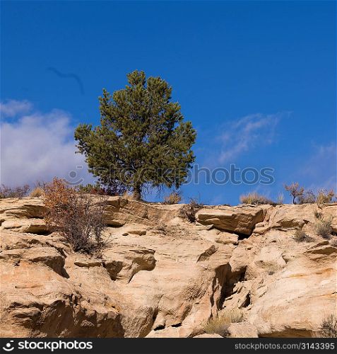 Tree on a cliff, Paria Canyon, Paria, Kane County, Utah, USA