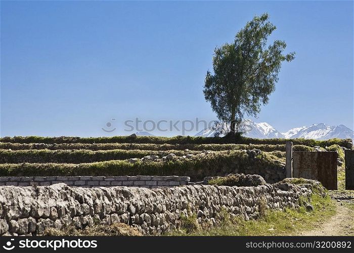Tree on a landscape, Nevado Chachani, Arequipa, Peru