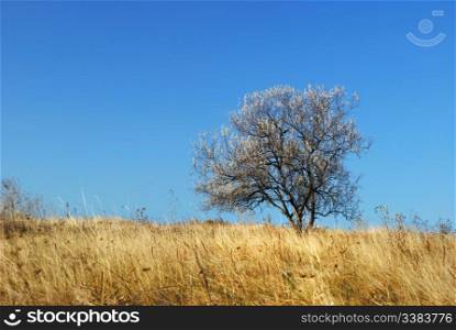 Tree on a meadow. A dry autumn grass and a lonely tree