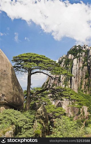Tree on a mountain, Huangshan, Anhui province, China