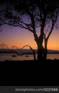 Tree On A Peaceful Bay At Sunset