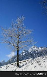 Tree on a snowy mountain