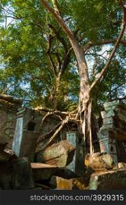 Tree on a wall at Ta Prohm temple. Tree on a wall at Ta Prohm temple Angkor Wat