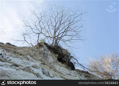 Tree on cliff top. Tree on cliff top in spring with blue sky in the background