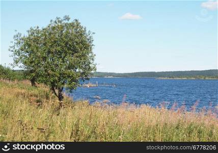 Tree on coast of lake in the spring