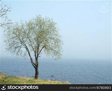 Tree on coast of lake in the spring