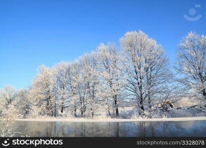 tree on coast river