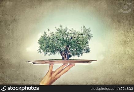Tree on metal tray. Environmental concept with hand hold tray with green life concept