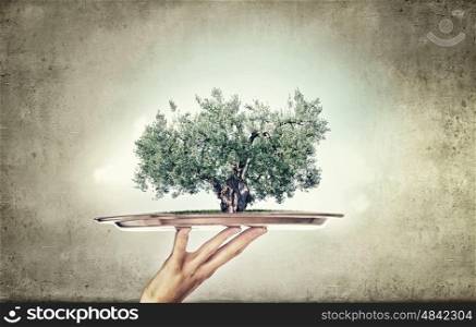 Tree on metal tray. Environmental concept with hand hold tray with green tree