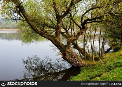 Tree on riverbank