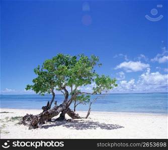 Tree on sandy beach