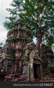 Tree on stone temple Ta Prohm. Tree on stone temple Ta Prohm Angkor Wat