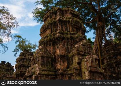 Tree on stone temple Ta Prohm. Tree on stone temple Ta Prohm Angkor Wat