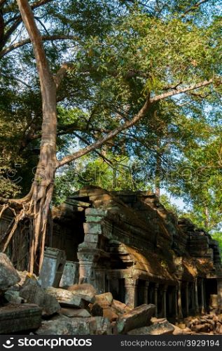 Tree on temple architecture at Angkor Wat. Tree on temple architecture at Angkor Wat Siem Reap