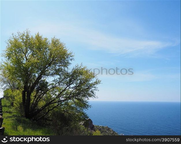 tree on the beach. crimea