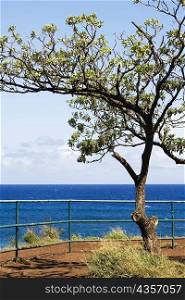 Tree on the beach, Hookipa Beach, Maui, Hawaii Islands, USA
