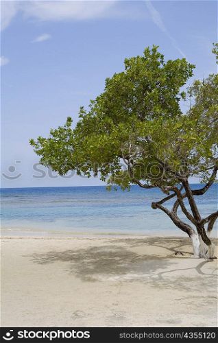 Tree on the beach, Las Palmas Resort, Roatan, Bay Islands, Honduras