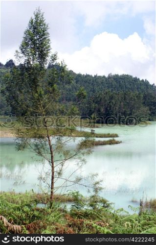 Tree on the lake Telaga Warna, Plateau Dieng, Java, Indonesia