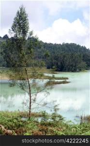 Tree on the lake Telaga Warna, Plateau Dieng, Java, Indonesia