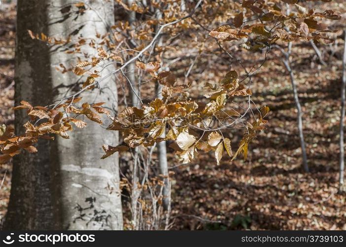 tree on the mountain in autumn season
