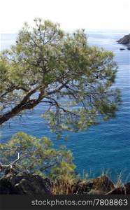 Tree on the sea coast near Oludeniz, Turkey