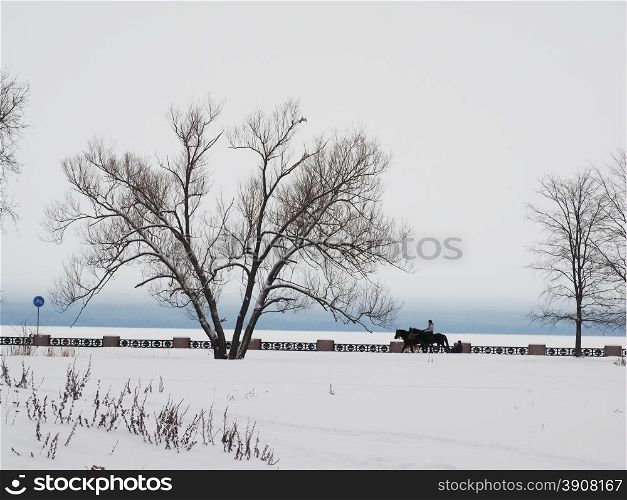 tree on the shore of the lake in winter