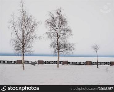 tree on the shore of the lake in winter