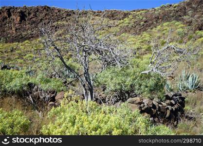 Tree on the slope of mount in La Gomera island, Spain