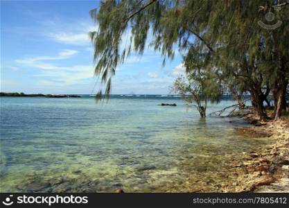 Tree on the stone beach in Efate, Vanuatu