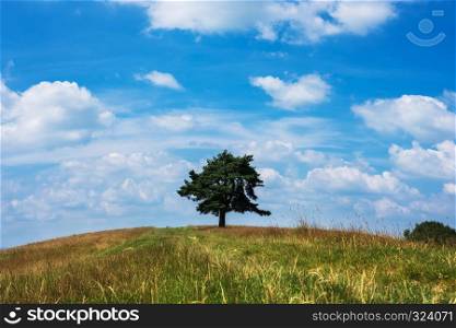 Tree on the top of small green hill with blue sky