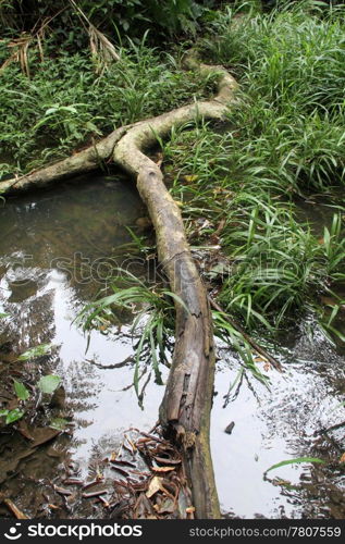 Tree on the water in national park Khao Yai, Thailand