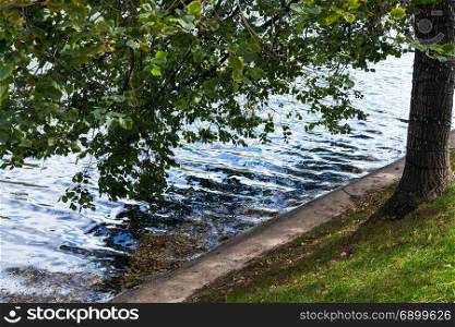 tree on waterfront of Clean Ponds in Moscow city in september