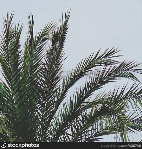 tree palm leaves in springtime