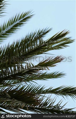 tree palm leaves in the nature