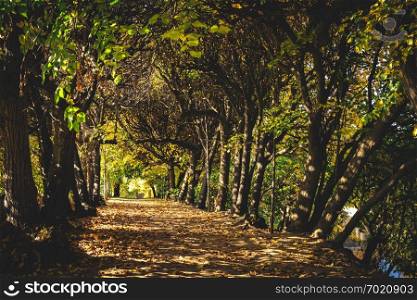 Tree path in a forest in a fall season. Nature, outdoor rural scene.. Tree path in a forest in a fall.