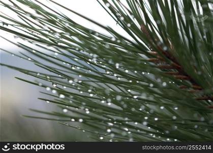 Tree pines