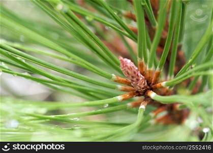 Tree pines