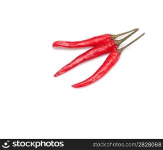 tree red chilli pepper isolated on the light gray